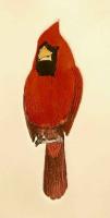 Cardinal by Tom Tartaglino