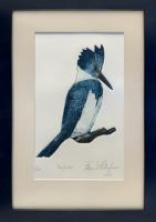 Kingfisher by Tom Tartaglino