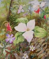 Forest Wildflowers by Peg Sheridan